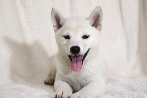 成約済の滋賀県の柴犬-323631の6枚目