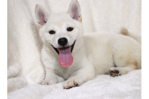 成約済の滋賀県の柴犬-323631の5枚目