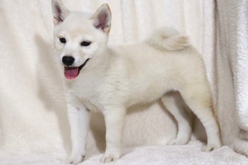 成約済の滋賀県の柴犬-323631の4枚目