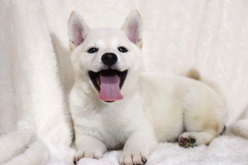 成約済の滋賀県の柴犬-323631の3枚目