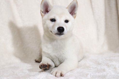 成約済の滋賀県の柴犬-323631の2枚目