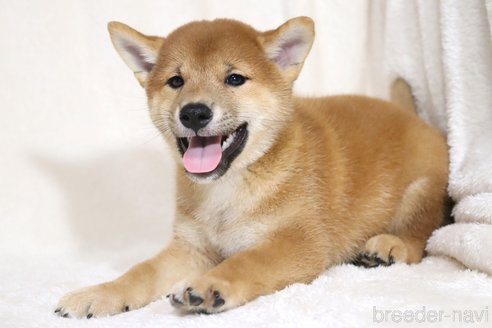 成約済の滋賀県の柴犬-323632の6枚目