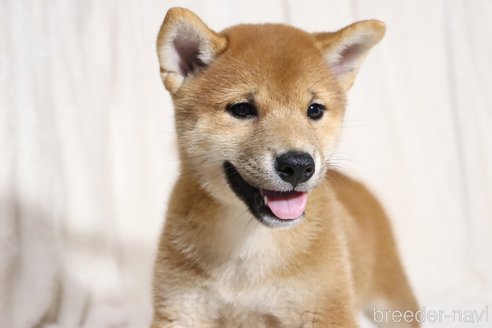 成約済の滋賀県の柴犬-323632の2枚目