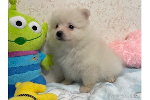 成約済の新潟県のポメラニアン-329764の5枚目