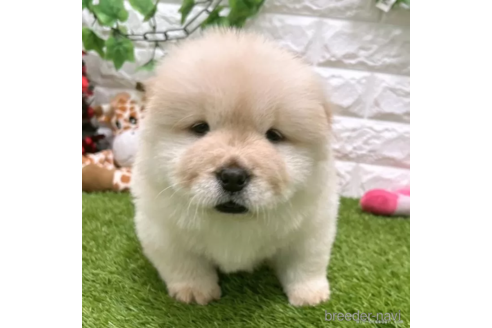 成約済の愛知県のチャウチャウ-328618