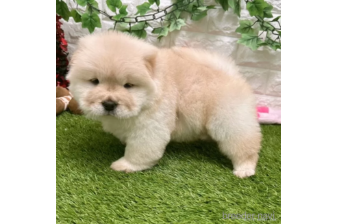 成約済の愛知県のチャウチャウ-328618の3枚目