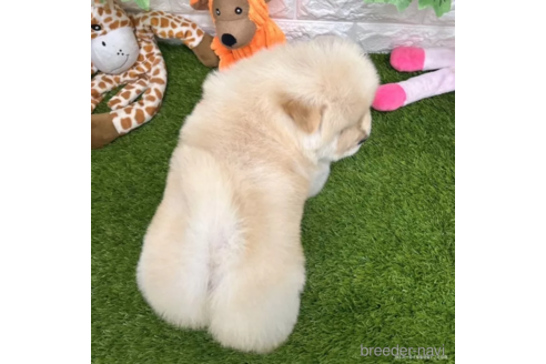 成約済の愛知県のチャウチャウ-328618の5枚目