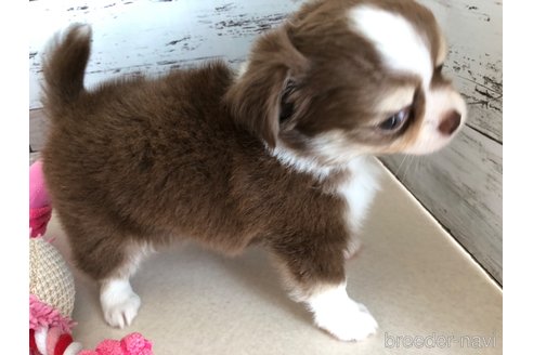 成約済の高知県のチワワ(ロングコート)-329755の6枚目