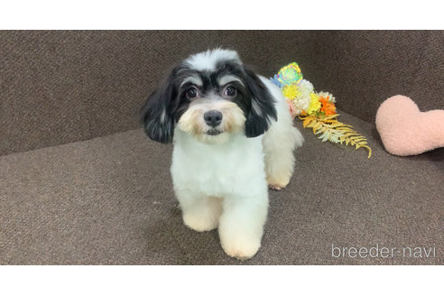 成約済の東京都のミックス犬-294837の18枚目