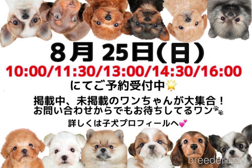 成約済の茨城県のミニチュアダックスフンド(ロングヘアード)-328819の2枚目