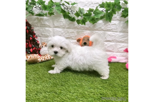 成約済の愛知県のマルチーズ-326380の3枚目