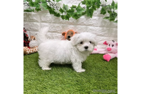 成約済の愛知県のマルチーズ-326380の4枚目