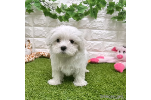 成約済の愛知県のマルチーズ-326380の1枚目