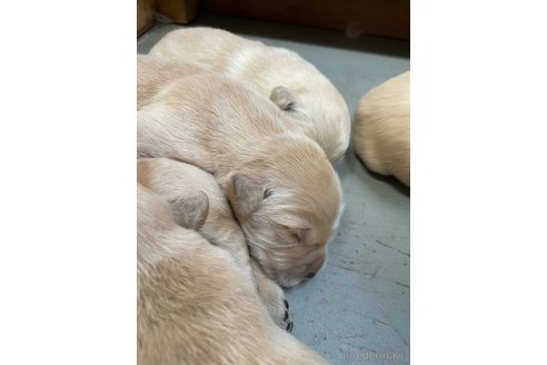 成約済の栃木県のゴールデンレトリーバー-329371の7枚目