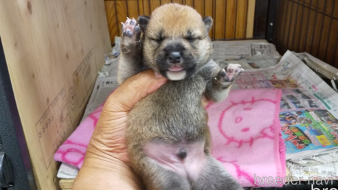 成約済の岡山県の柴犬-328508