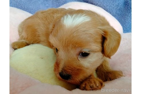 成約済の埼玉県のマルプー:マルチーズ×トイプードル-329827の7枚目