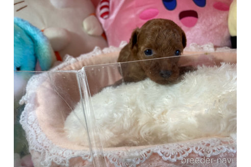 成約済の富山県のタイニープードル-329830の6枚目