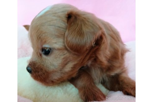 成約済の埼玉県のマルプー:マルチーズ×トイプードル-329840の16枚目