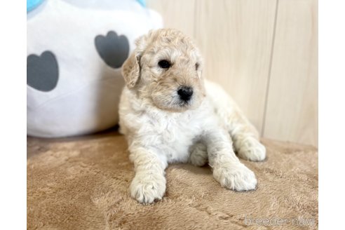 成約済の千葉県のゴールデンドゥードル:ゴールデンレトリーバー×プードル-328434の1枚目