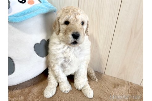 成約済の千葉県のゴールデンドゥードル:ゴールデンレトリーバー×プードル-328434の2枚目