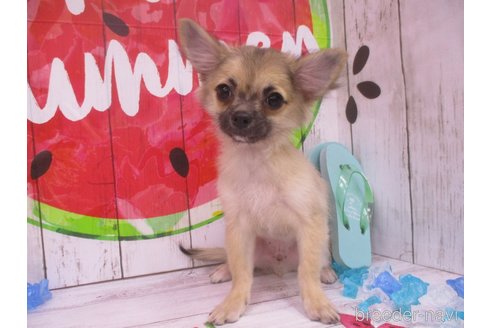 成約済の鳥取県のチワワ(ロングコート)-317600の3枚目