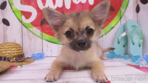 成約済の鳥取県のチワワ(ロングコート)-317600