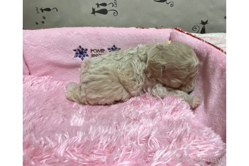 成約済の長野県のトイプードル-329862の7枚目
