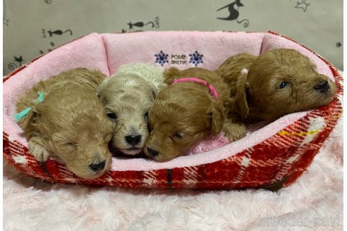 成約済の長野県のトイプードル-329862の8枚目