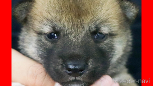 成約済の愛知県の柴犬-327759の1枚目
