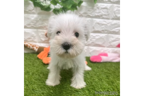 成約済の愛知県のミニチュアシュナウザー-328714の3枚目