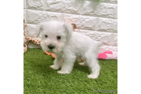 成約済の愛知県のミニチュアシュナウザー-328714の4枚目