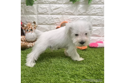 成約済の愛知県のミニチュアシュナウザー-328714の5枚目