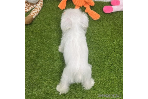 成約済の愛知県のミニチュアシュナウザー-328714の2枚目