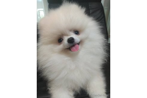 成約済の大阪府のポメラニアン-323859の1枚目