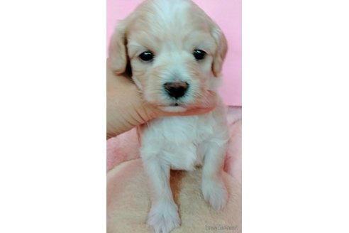 成約済の埼玉県のマルプー:マルチーズ×トイプードル-329867の6枚目