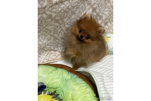 成約済の北海道のポメラニアン-326449の21枚目