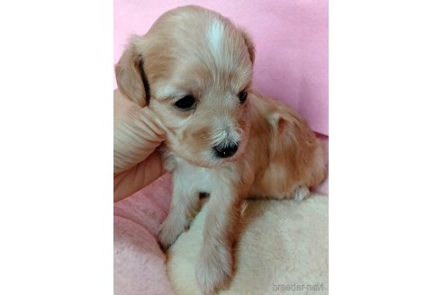 成約済の埼玉県のマルプー:マルチーズ×トイプードル-329890の27枚目