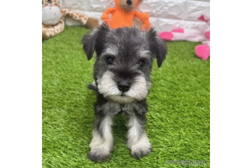 成約済の愛知県のミニチュアシュナウザー-328641の1枚目