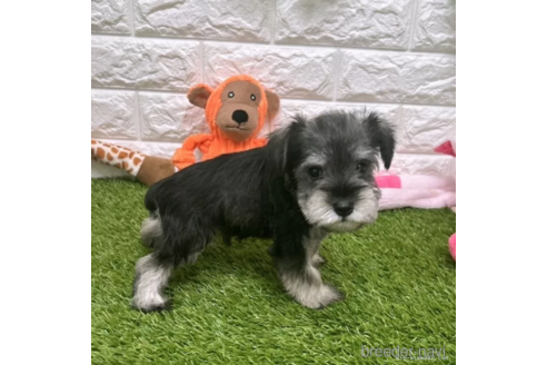 成約済の愛知県のミニチュアシュナウザー-328641の3枚目