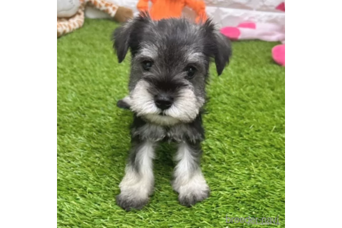 成約済の愛知県のミニチュアシュナウザー-328641の4枚目