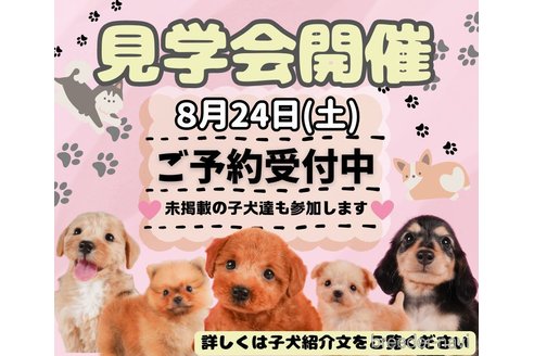 成約済の静岡県のミニチュアダックスフンド(ロングヘアード)-325017の3枚目