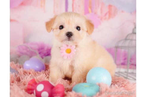 成約済の東京都のミックス犬-329924の3枚目