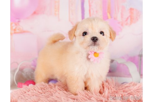 成約済の東京都のミックス犬-329924の5枚目