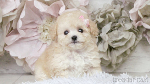 子犬