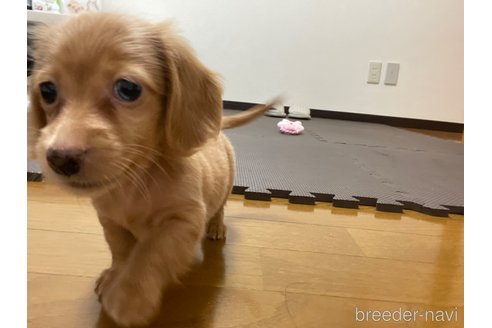 成約済の東京都のカニンヘンダックスフンド(ロングヘアード)-328314の1枚目