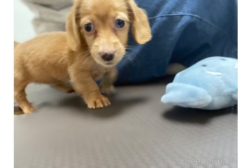 成約済の東京都のカニンヘンダックスフンド(ロングヘアード)-328314の2枚目
