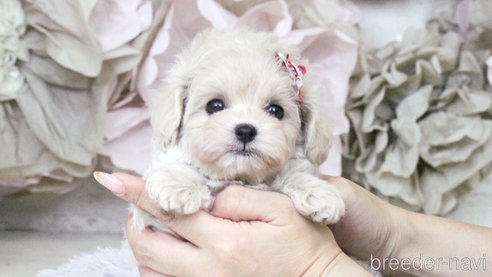 子犬