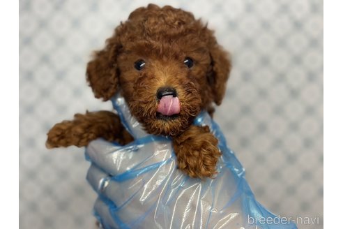 成約済の東京都のタイニープードル-329994の6枚目