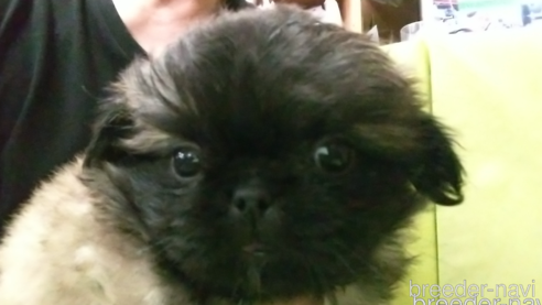 成約済の愛知県のペキニーズ-323228