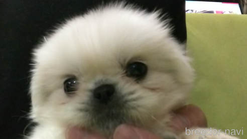 成約済の愛知県のペキニーズ-323226